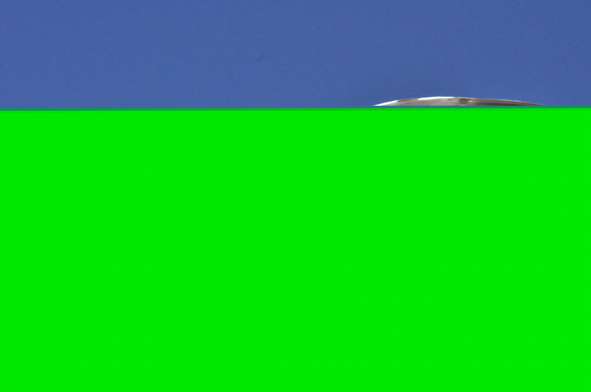 gull